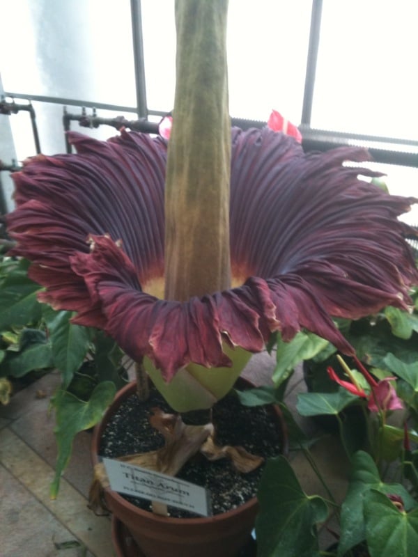 Corpse flower blooms on UW