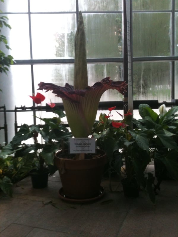 Corpse flower blooms on UW