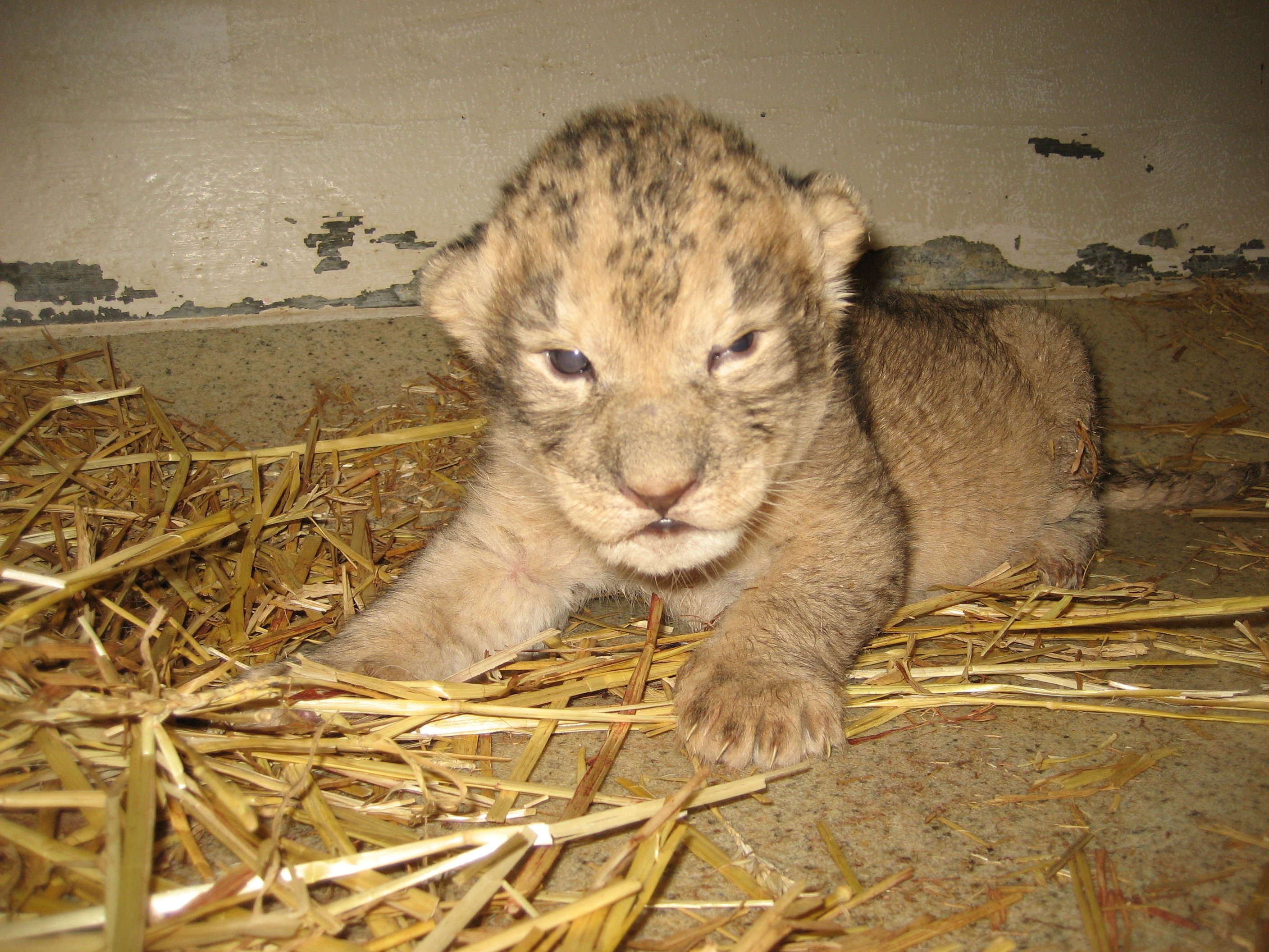 Lion Cubs Cute