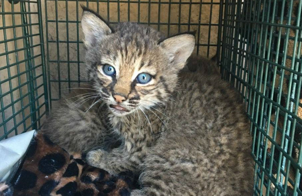 Family Attacked by Baby Bobcats They Mistook for Domestic Kittens