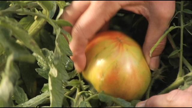 Fall has many of us scrambling to protect plants from frost, move