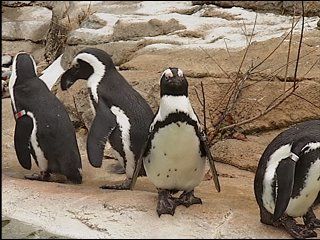 rencontre avec joe black oscar